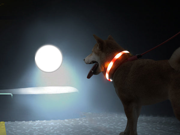 Joytale Rainproof Light Up LED Rechargeable Dog Collar
