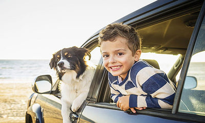 What Should You Pay Attention to When Taking Your Dog Swimming?