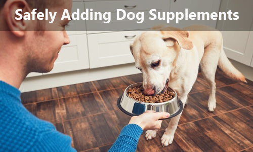 How to Incorporate Supplements into Your Dog's Diet: Safety, Quality ...