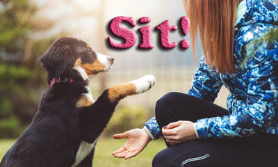 How to Teach Your Dog Basic Commands: Sit, Stay, and More