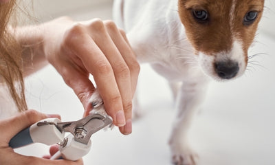 7 Expert Tips for Trimming Your Dog's Nails at Home