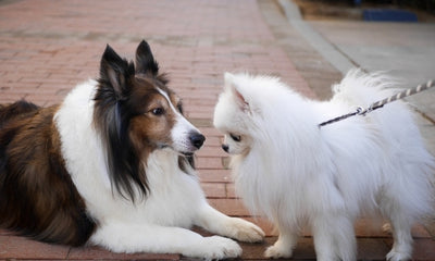 The Importance of Socializing Your Dog: What You Need to Know