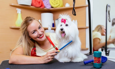 Grooming Your Dog's Face: Tips and Techniques