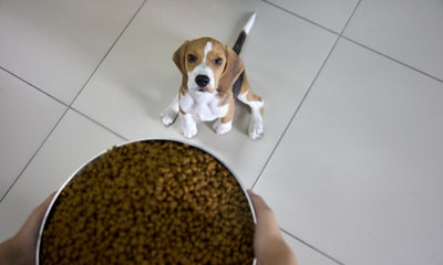 The Connection Between Your Dog's Diet and Skin Health and Allergies