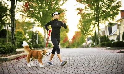 The Benefits of Canine Sports for Socialization: Why It's a Fun Option