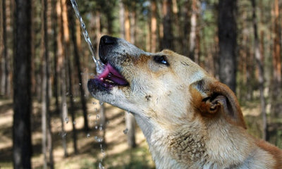 The Role of Water in Your Dog's Diet: Dehydration, Hydration, and Health