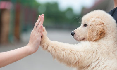 The Importance of Patience and Persistence for Building a Strong Bond and Achieving