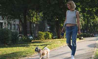 The Benefits of Taking Your Dog to National Parks: Why It's a Must-Do