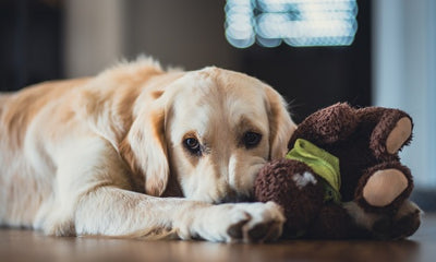 Understanding Dog Jealousy: What You Need to Know