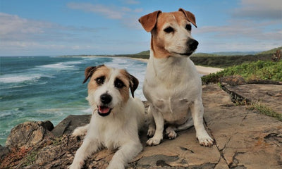 The Top 10 Dog-Friendly Vacation Destinations for Your Next Getaway