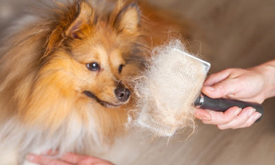 How to Safely Remove Mats and Tangles from Your Dog's Coat