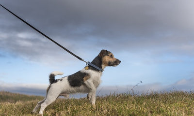 Are Dog Collars Safe for Canines? Debunking Myths and Ensuring Dog Safety