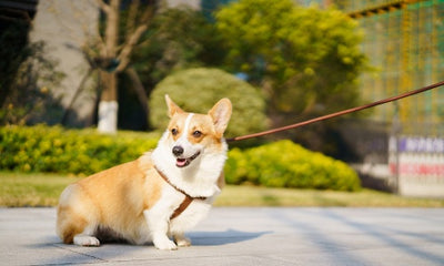 The Best Dog Leash for Pulling: A Comprehensive Guide