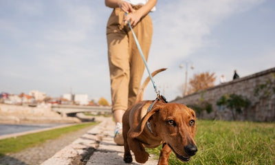 Choosing the Right Leash Placement for Your Dog: Front or Back?