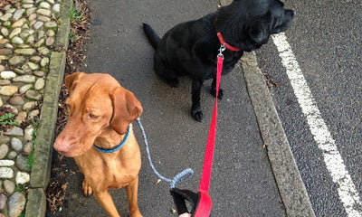 A Comprehensive Guide to Leashes Used by Vets - Exploring the Best Options