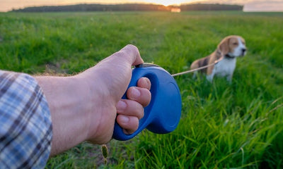 The Pros and Cons of Extendable Leashes for Dogs - Exploring Safety and Control