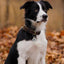 JOYTALE Genuine Leather Heavy Duty Soft and Durable Leather Collar
