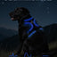 Joytale Light Up Dog Harness