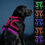 Joytale Light Up Dog Harness