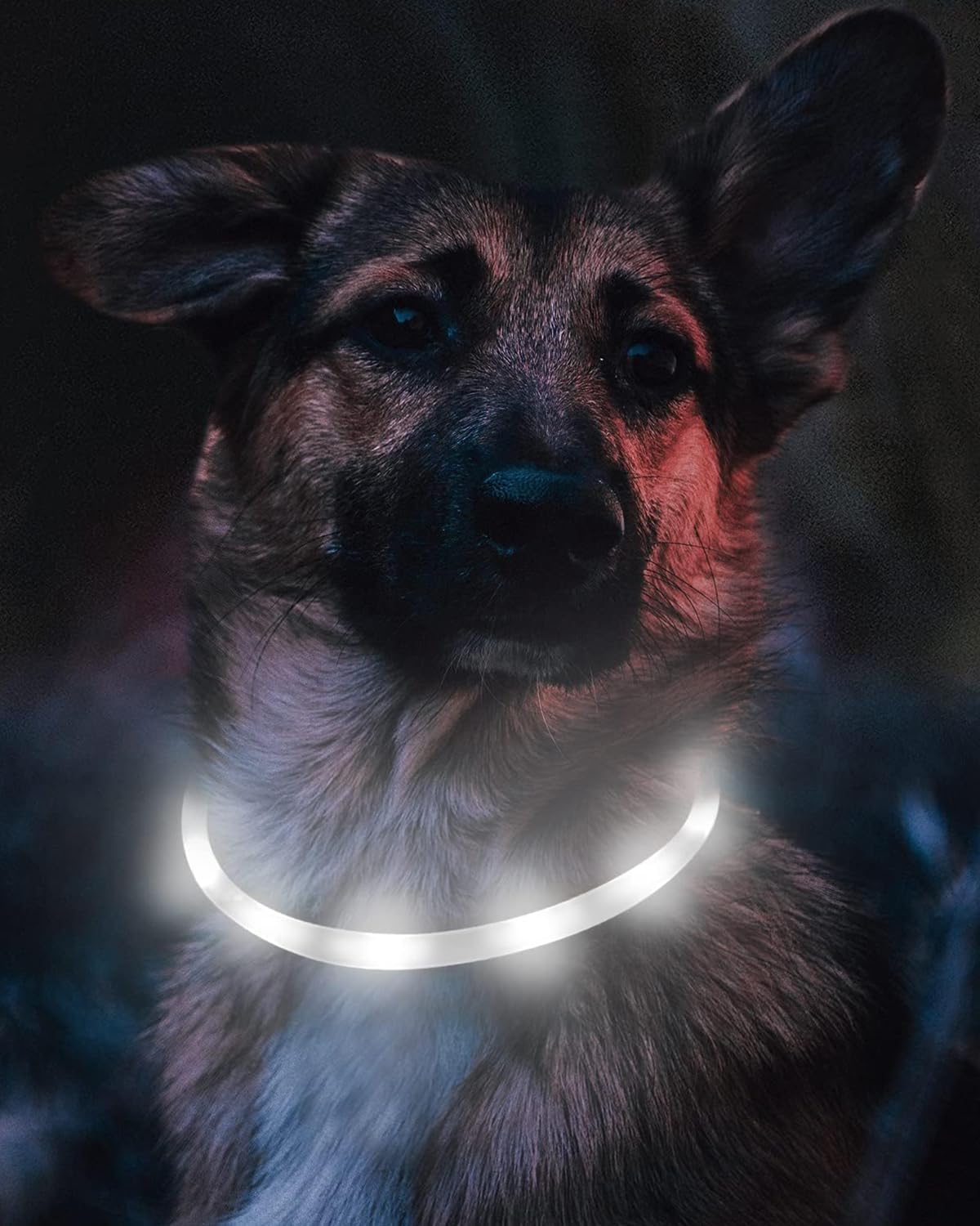 Joytale Leuchthalsband Hund USB Aufladbar Hundehalsband Leuchtend für Große Mittel Kleine Hunde und Welpe, Led Halsband mit 3 Modi für Sicherheit, Weiß
