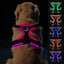 Joytale Light Up Dog Harness