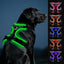 Joytale Light Up Dog Harness