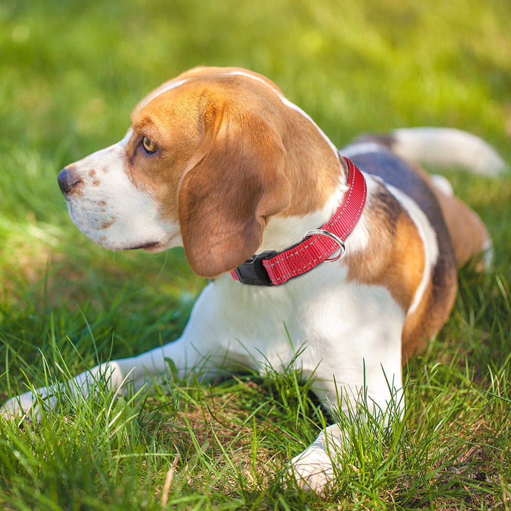 JOYTALE Reflective Nylon Dog Collar