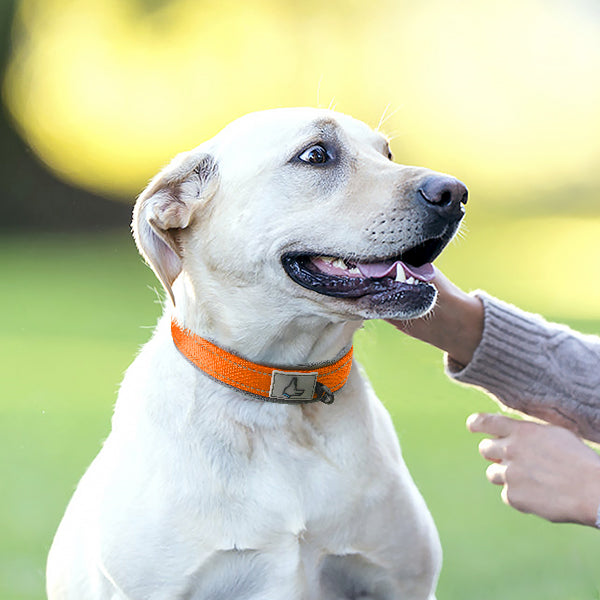 JOYTALE Heavy Duty Nylon Dog Collar