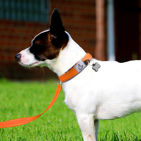 JOYTALE Heavy Duty Nylon Dog Collar