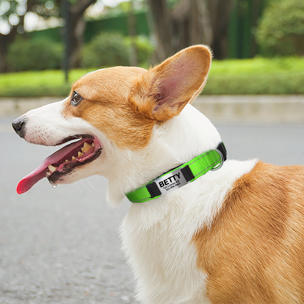 JOYTALE Personalized Dog Collar