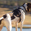 JOYTALE No Pull Dog Vest Harness