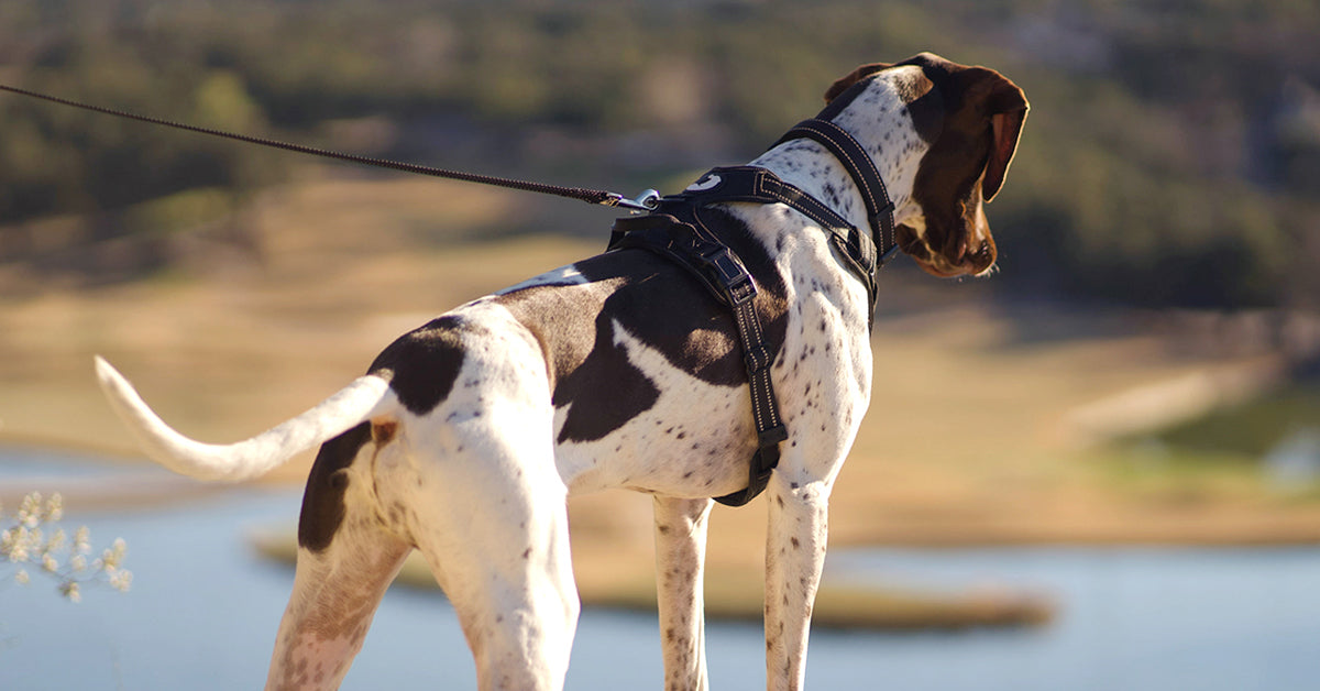 JOYTALE No Pull Dog Vest Harness